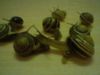 snail2