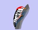 woodpecker