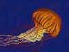 jelly000