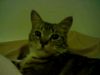 kat000